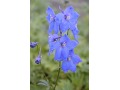 Delphinium belladonna 