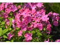 Phlox paniculata 