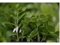 Polygonatum humile - kokořík
