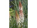 Kniphofia 