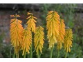 Kniphofia 