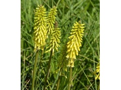 Kniphofia 