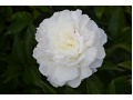 Paeonia lactiflora 