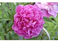 Paeonia lactiflora 