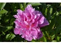 Paeonia lactiflora 