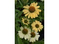 Echinacea 