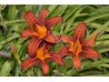 Hemerocallis 