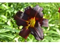 Hemerocallis 