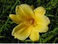 Hemerocallis 