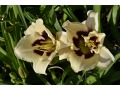Hemerocallis 