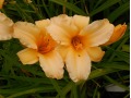 Hemerocallis 