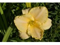 Hemerocallis 