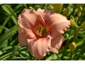 Hemerocallis 