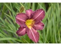Hemerocallis 