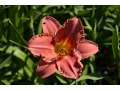 Hemerocallis 