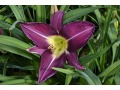 Hemerocallis 