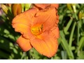 Hemerocallis 