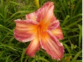 Hemerocallis 
