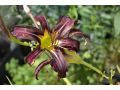 Hemerocallis 