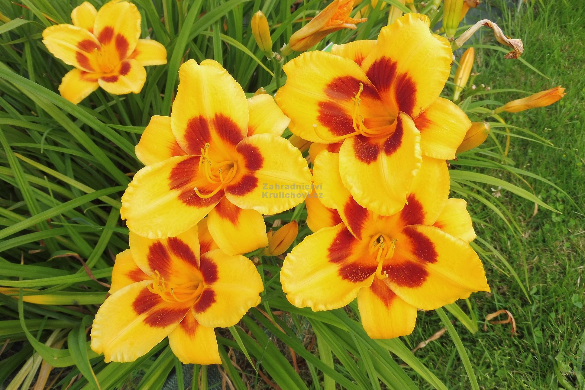 Hemerocallis " Black Eyed Susan " - denivka Zahradnictví Krulichovi