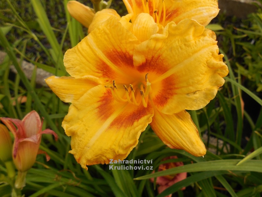 Hemerocallis " Black Eyed Susan " - denivka Zahradnictví Krulichovi