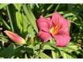 Hemerocallis 