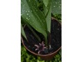 Aspidistra 