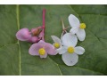 Begonia grandis ssp. evansiana 