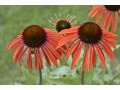 Echinacea 