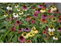 Echinacea 