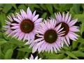 Echinacea 