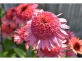 Echinacea 