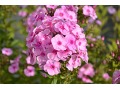 Phlox paniculata 