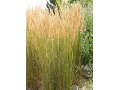 Calamagrostis x acutiflora 