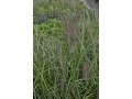 Pennisetum alopecuroides 