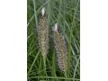 Pennisetum alopecuroides 
