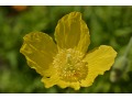 Meconopsis cambrica - mákovník velšský