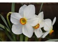 Narcissus poëticus - narcis bílý, vonící