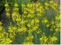 Asphodeline lutea - asfodeline, asfodelka, kopíčko žluté