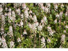 Tiarella 
