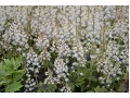 Tiarella 