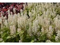 Tiarella 