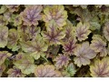 Heuchera 