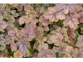 Heuchera 