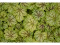 Heuchera 
