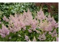 Astilbe 