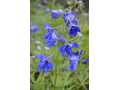 Delphinium belladonna 