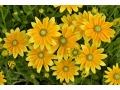 Rudbeckia hirta 