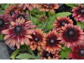 Rudbeckia hirta 