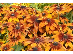 Rudbeckia hirta 
